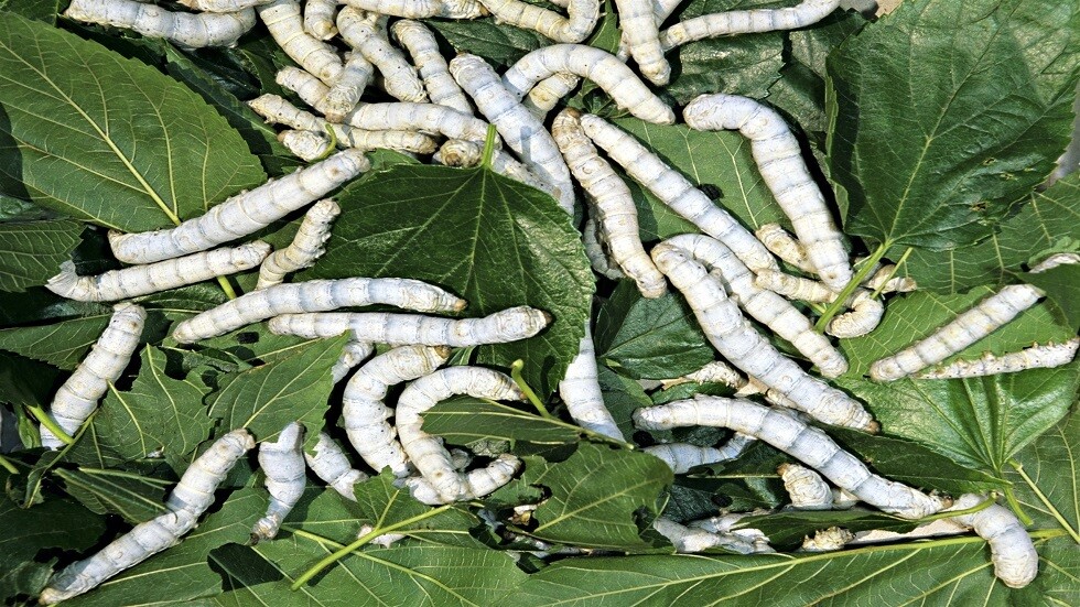 بتكنولوجيا خاصة.. إنتاج حرير روسي عالي الجودة