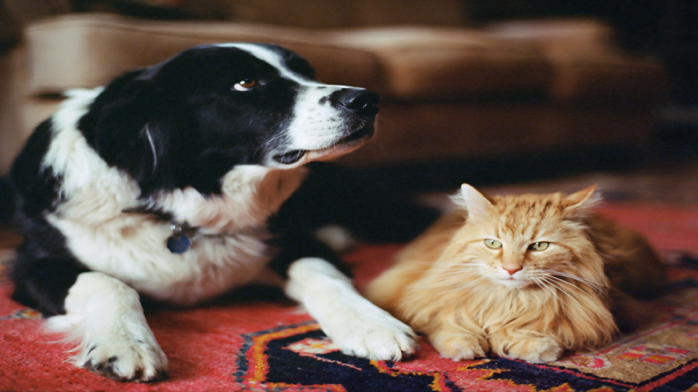 صور مرعبة لـ