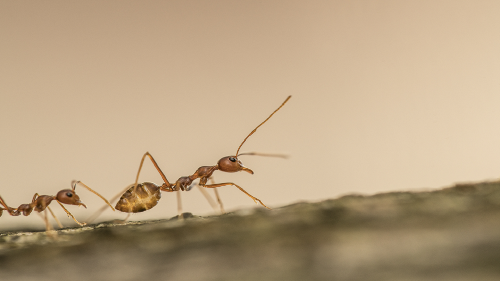 حيلة مدهشة لإبعاد الحشرات عن منزلك