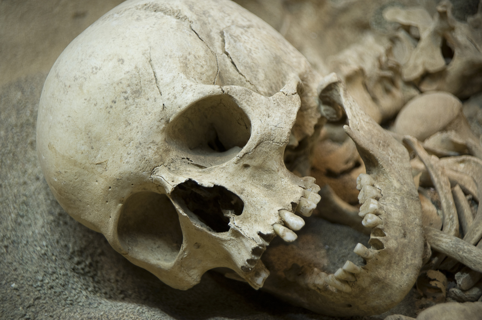 علماء الآثار يعيدون تشكيل وجه أنثى إنسان نياندرتال دفنت في كهف بالعراق (صور)
