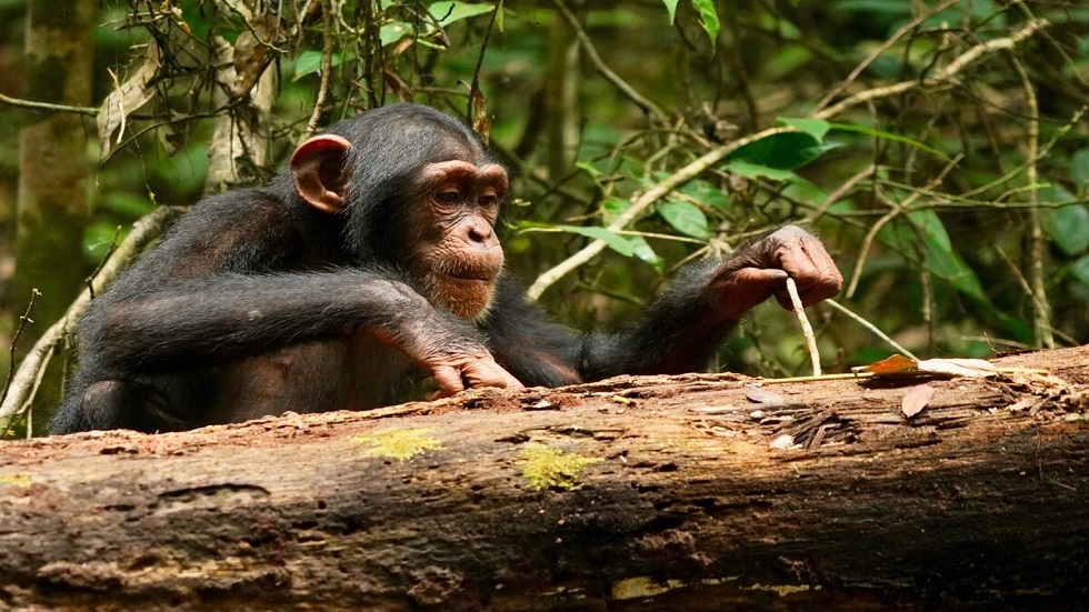 علماء: الشمبانزي تحتفظ بالقدرة على التعلم حتى في مرحلة البلوغ