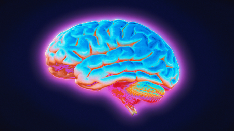 كيف يعمل دماغك فعليا؟