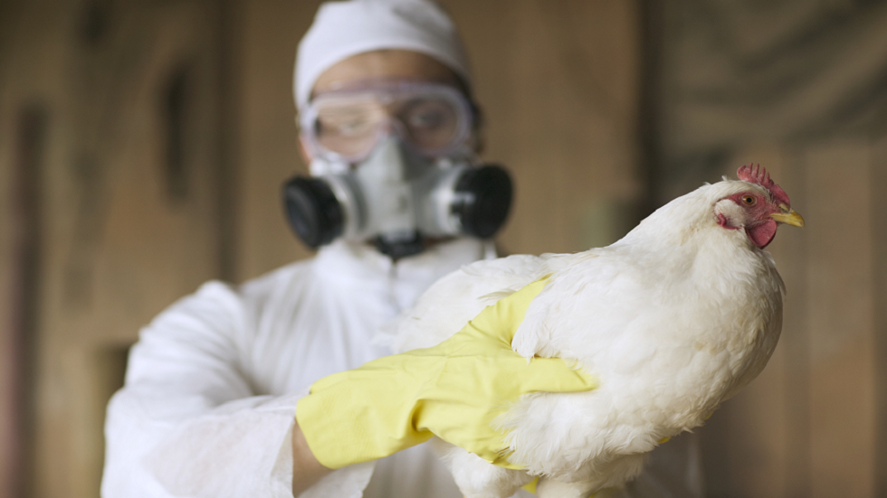 سلالة شديدة العدوى من إنفلونزا الطيور تجتاح مدينة نيويورك