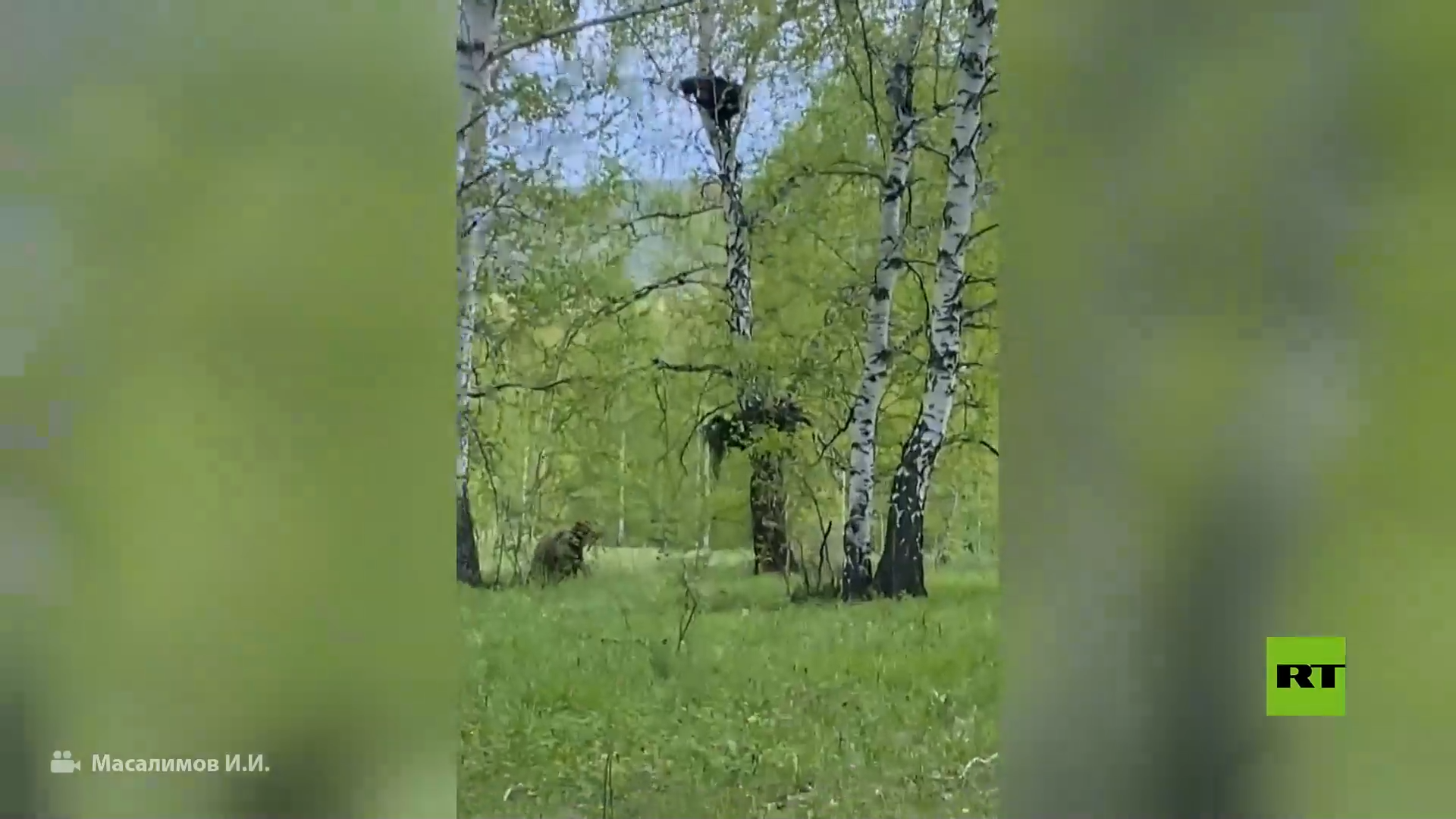 رصدها أثناء الركض.. روسي يواجه قطيعا من الدببة