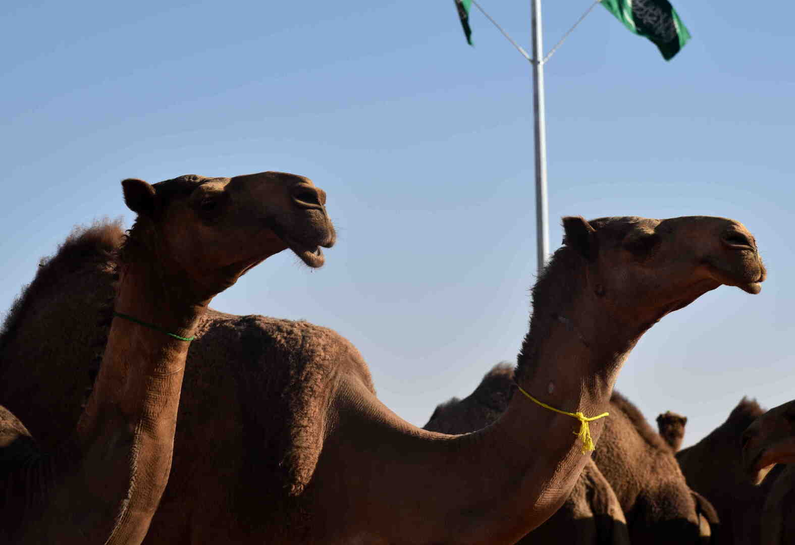 رحالة سعودي ينهي معاناة ناقة علقت في أحد الأودية بمنطقة الباحة (فيديو)