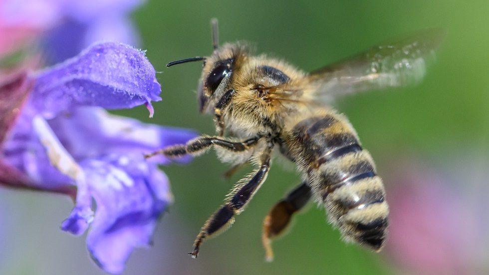 لماذا تتناقص أعداد النحل عالميا؟