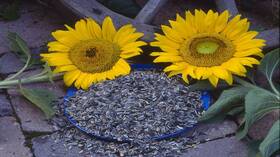 عنصر هام تحتوي عليه بذور عباد الشمس