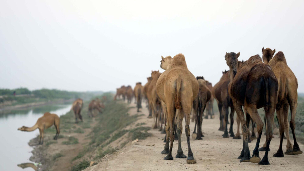 ليبيا.. نفوق غامض لأعداد كبيرة من الإبل يستنفر الشرطة الزراعية (صور)