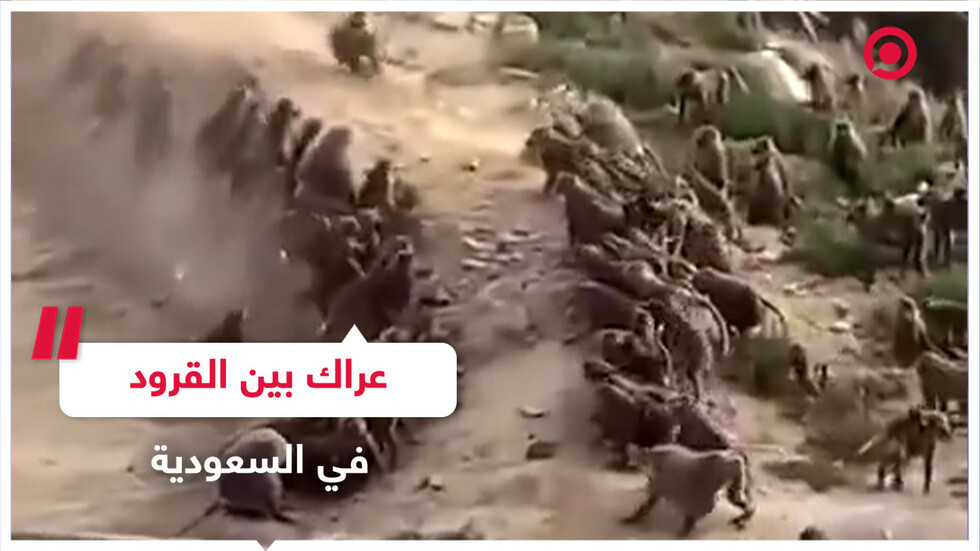 عراك بين القرود بمحافظة النماص السعودية