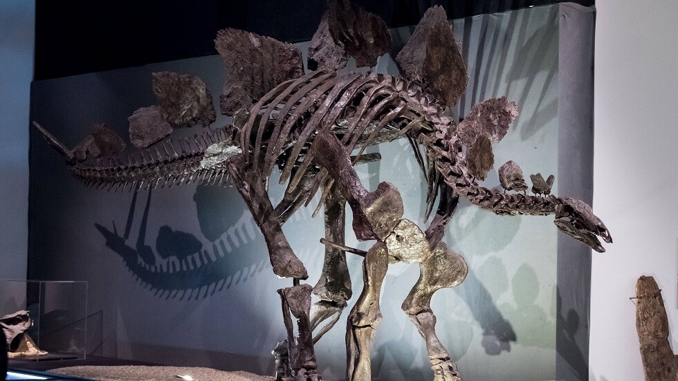 أكبر هيكل لديناصور