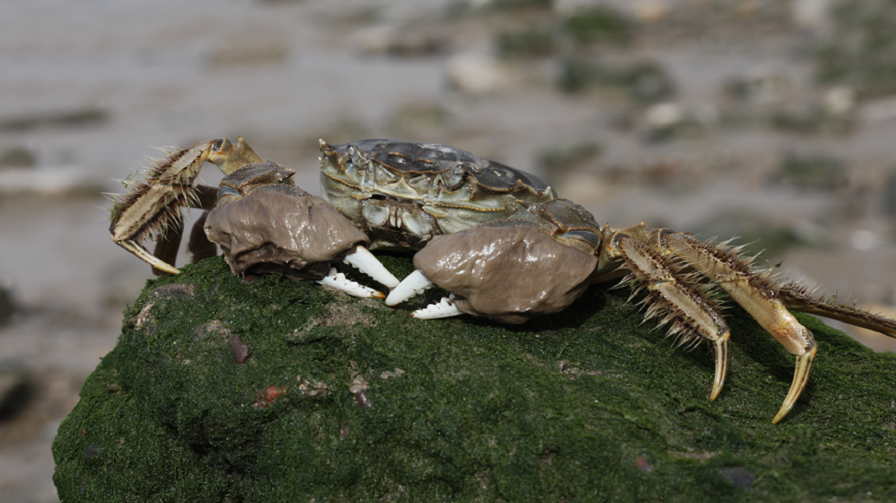 "سرطانات صينية بمخالب غامضة" تجتاح نيويورك