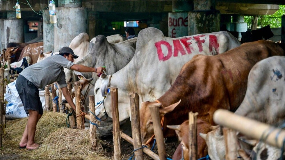 استجمام قبل الذبح.. "صالون تدليك" للأبقار في إندونيسيا قبل عيد الأضحى (صور)