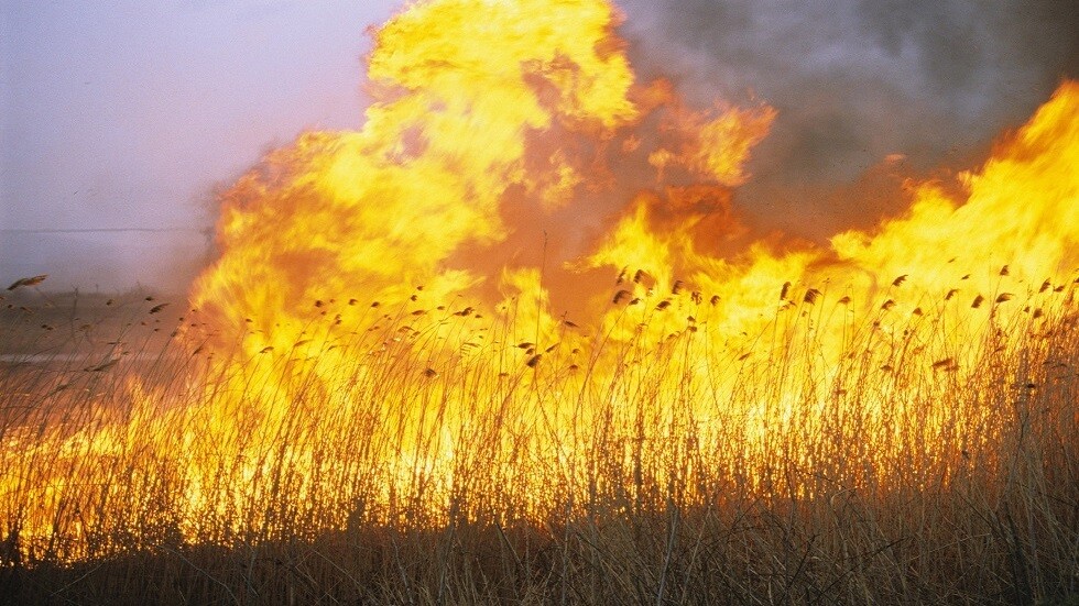 حرائق الغابات تجتاح اليونان وتركيا ورجال الإطفاء ينجحون في إخماد معظمها