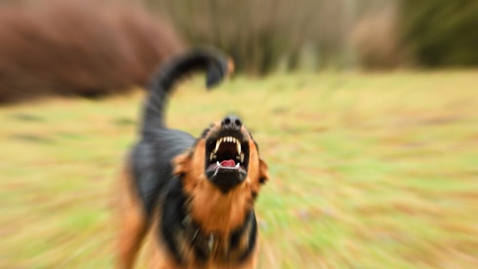 مصر.. كلب مسعور يهاجم قرية بمحافظة قنا ويعقر 12 شخصا