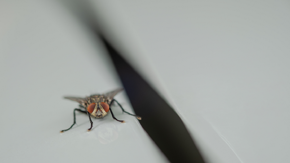 مكوّن شائع في المطبخ 