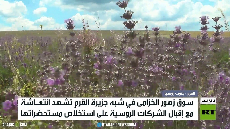 انتعاش مزارع الخزامى في شبه جزيرة القرم