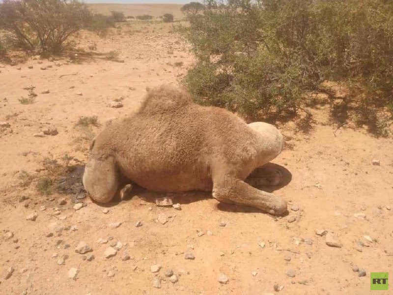 ليبيا.. نفوق غامض لأعداد كبيرة من الإبل يستنفر الشرطة الزراعية (صور)