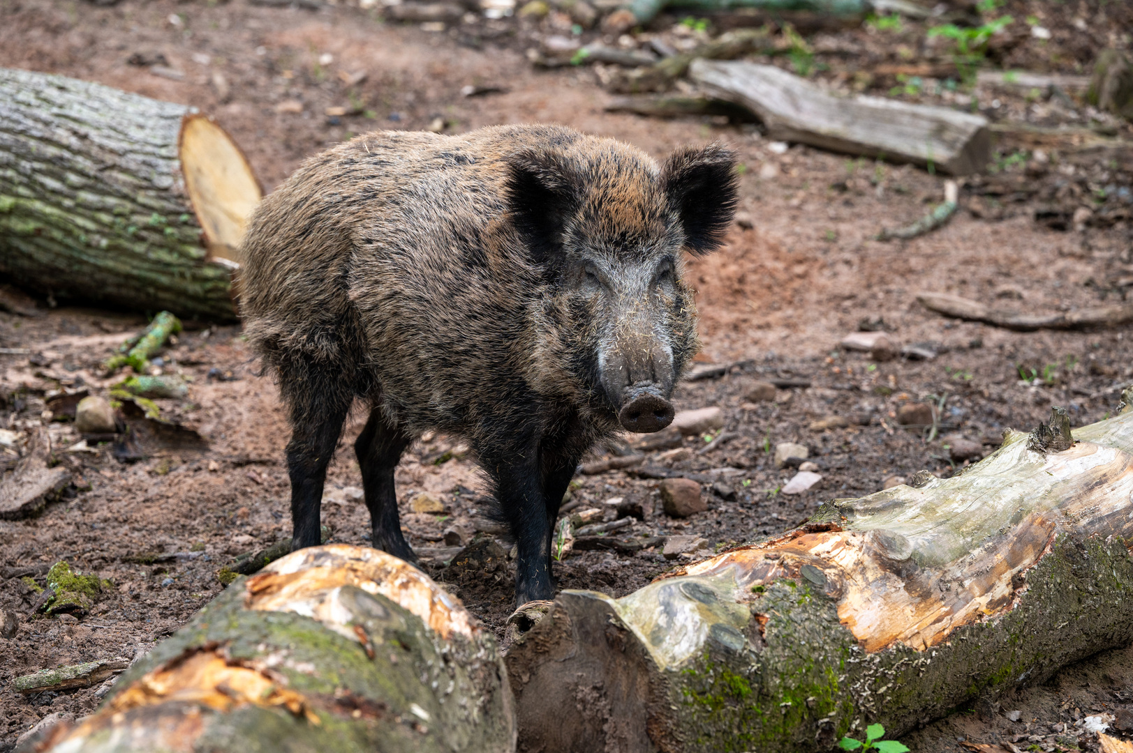 “تهديد خطير”.. مخاوف من غزو الخنازير الكندية الخارقة للولايات المتحدة