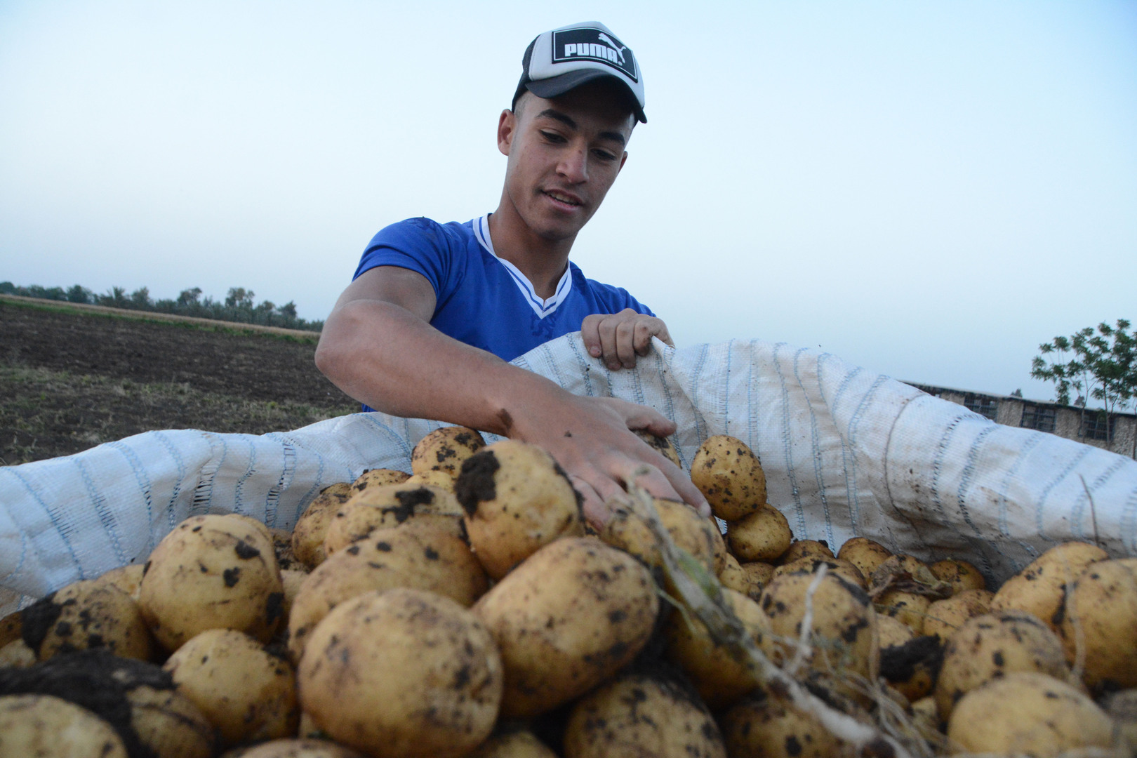 مسؤول: ارتفاع أسعار البطاطس في روسيا مع تراجع الإمدادات من مصر