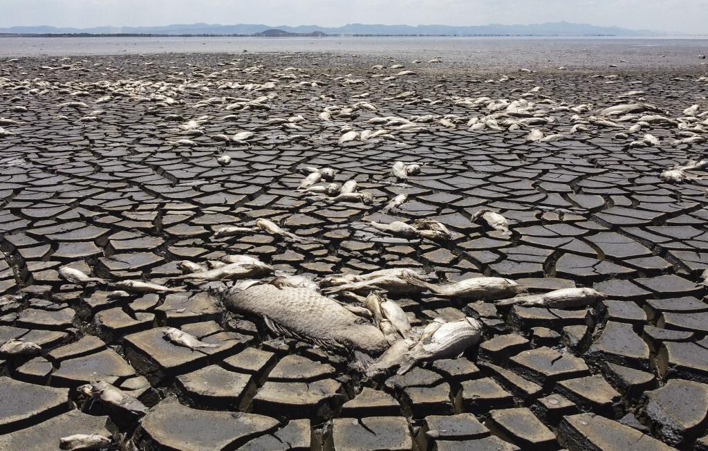 الجفاف يقتل آلاف الأسماك بالمكسيك (صور)