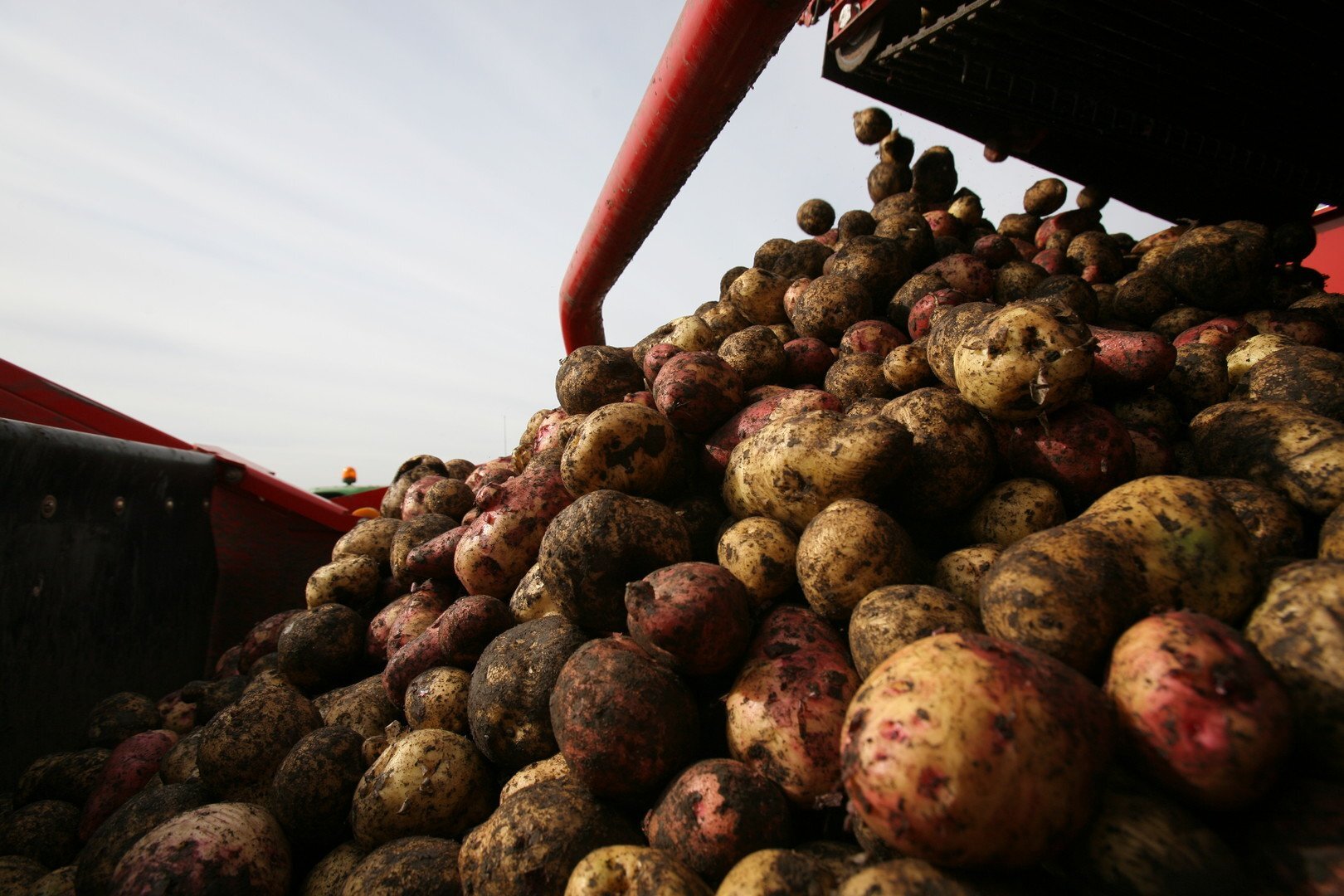 مصر.. إيقاف شركات عن تصدير البطاطا لروسيا وأوروبا