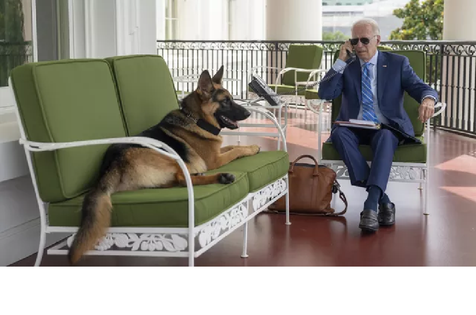 كلب بايدن كوماندور يواصل ممارسة هوايته المفضلة في عض رجال الأمن المحيطين بالرئيس الأمريكي