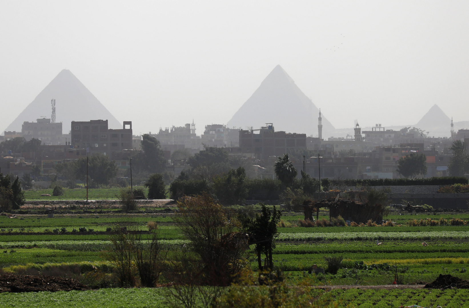 مصر.. مسؤول يتحدث عن أزمة تواجه القطاع الزراعي