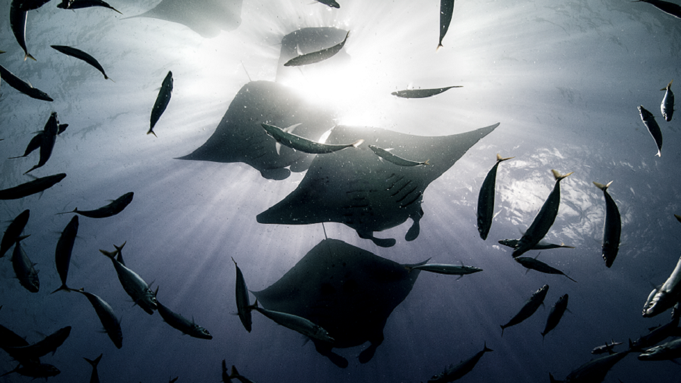 المغرب.. اكتشاف مخلوق استثنائي من عصور ما قبل التاريخ