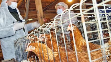 عالم يقيّم خطر انتشار جائحة إنفلونزا الطيور