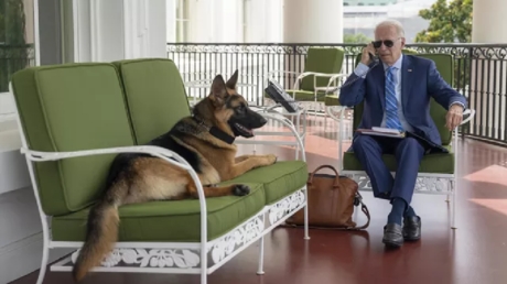كلب بايدن كوماندور يواصل ممارسة هوايته المفضلة في عض رجال الأمن المحيطين بالرئيس الأمريكي