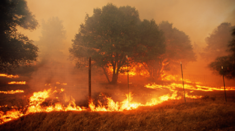 دراسة: وتيرة حرائق الغابات والسهوب تضاعفت خلال الـ20 عاما الماضية