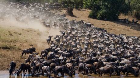 جنوب السودان يشهد أكبر هجرة للحيوانات في العالم