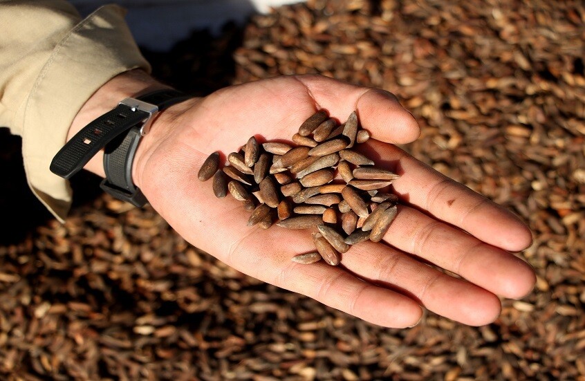 روسيا.. تسجيل براءة اختراع لتقنية إنتاج المكثفات الفائقة من قشور الصنوبر