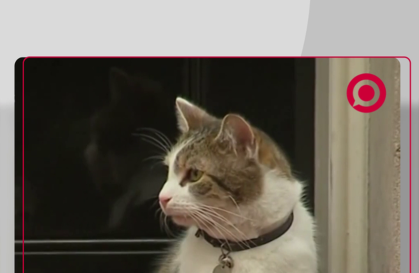 قط داونينغ ستريت يستعد لاستقبال رئيس وزراء بريطانيا الجديد