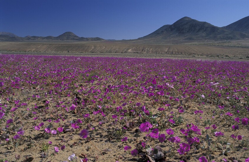 ظاهرة نادرة جدا.. الصحراء الأكثر جفافا على وجه الأرض "تزهر" فجأة!