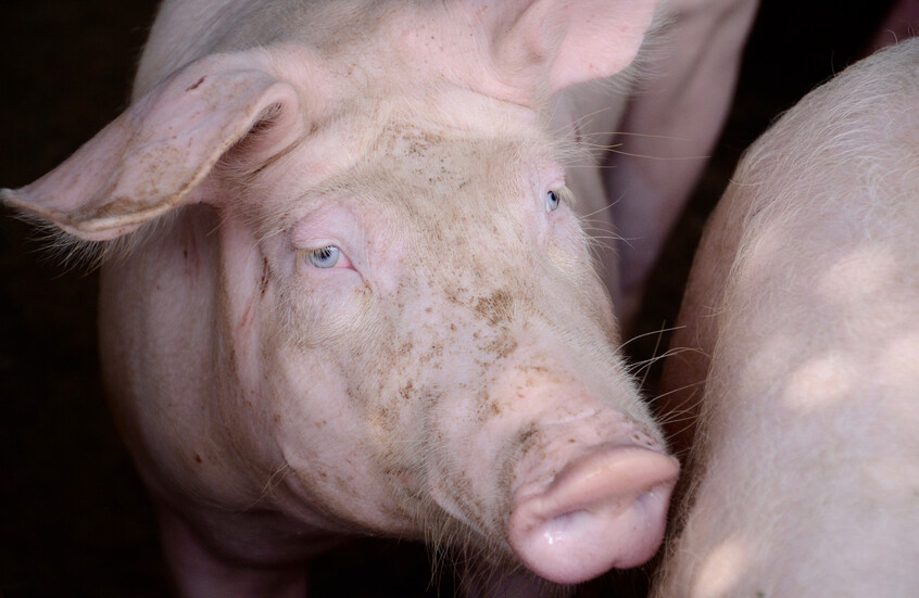 رغم نجاح عملية الزرع .. وفاة ثاني مريضة حصلت على كلية خنزير