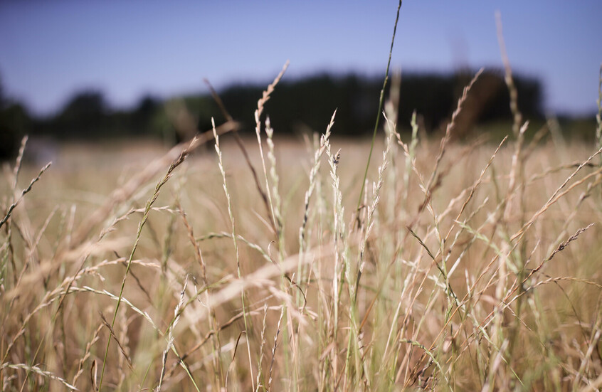 وزيرة الزراعة: روسيا قادرة على ضمان أمنها الغذائي والدول الصديقة لها
