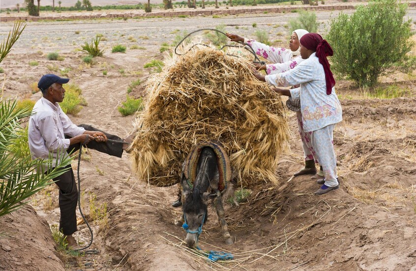 المغرب.. ارتفاع معدل البطالة وتضاؤل فرص العمل للمزارعين بسبب الجفاف
