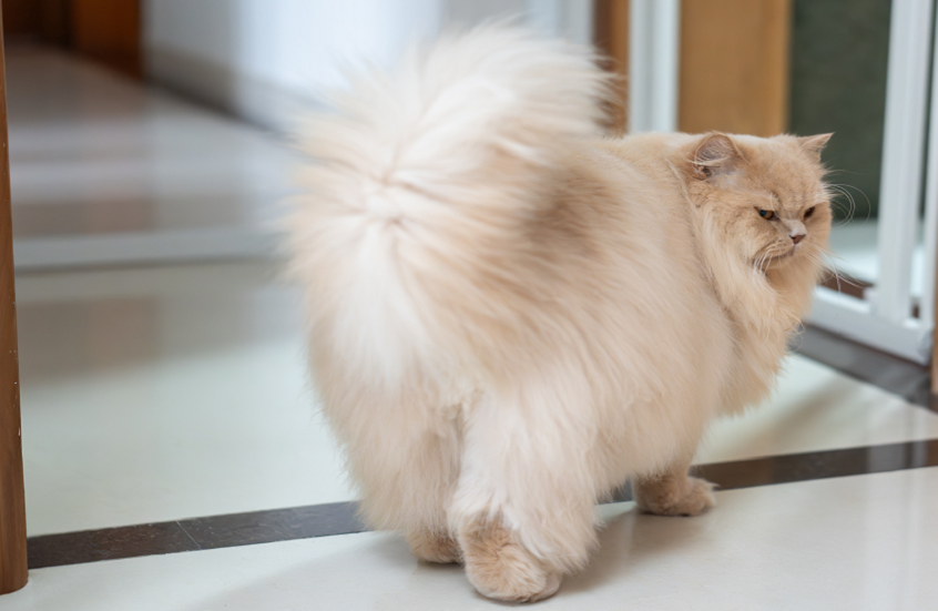 هل تحمل القطط الأليفة مفتاح مكافحة السمنة؟