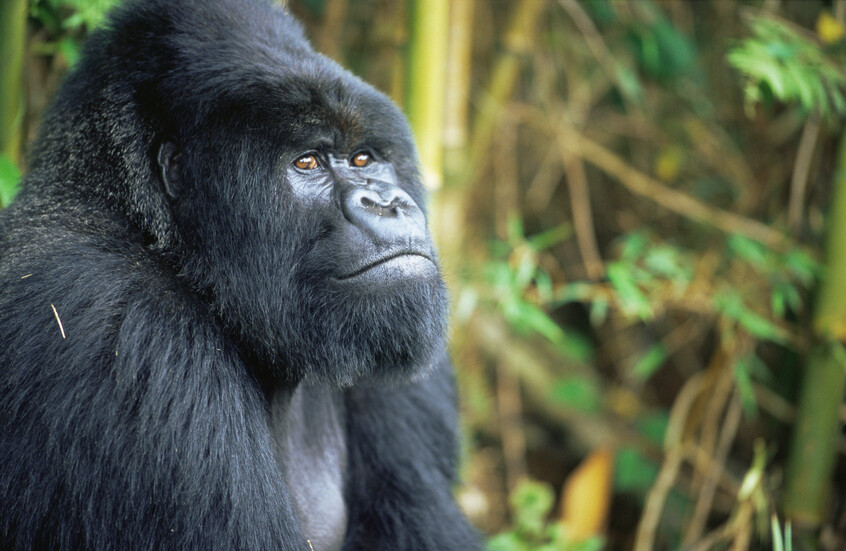 غوريلا "حنونة" تثير تفاعلا على مواقع التواصل لمحاولتها تقبيل رضيعة (فيديو)