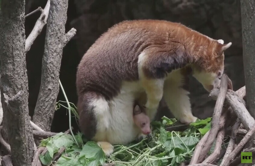 نيويورك.. ولادة ناجحة لحيوان كنغر الشجر النادر في حديقة للحيوانات