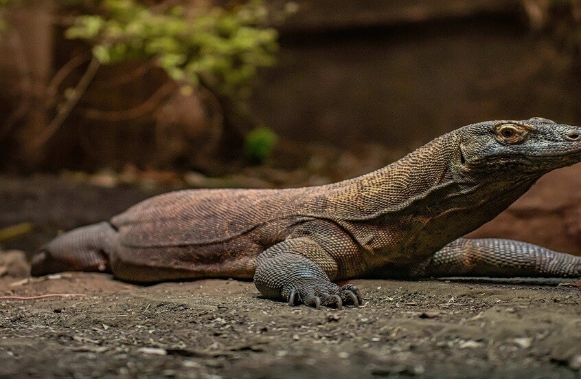 اكتشاف طبقة حديدية صلبة واقية في أسنان أضخم السحالي على وجه الأرض