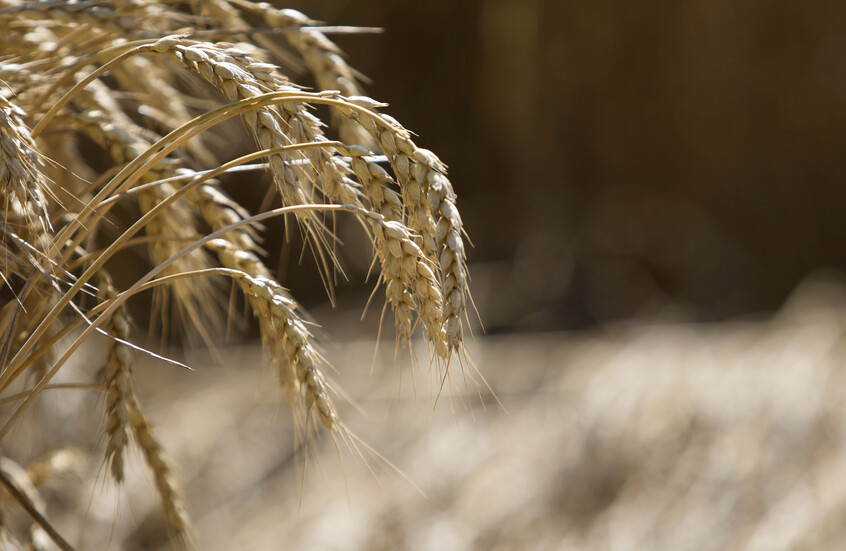 التجارة الزراعية بين روسيا والسعودية تبلغ مليار دولار
