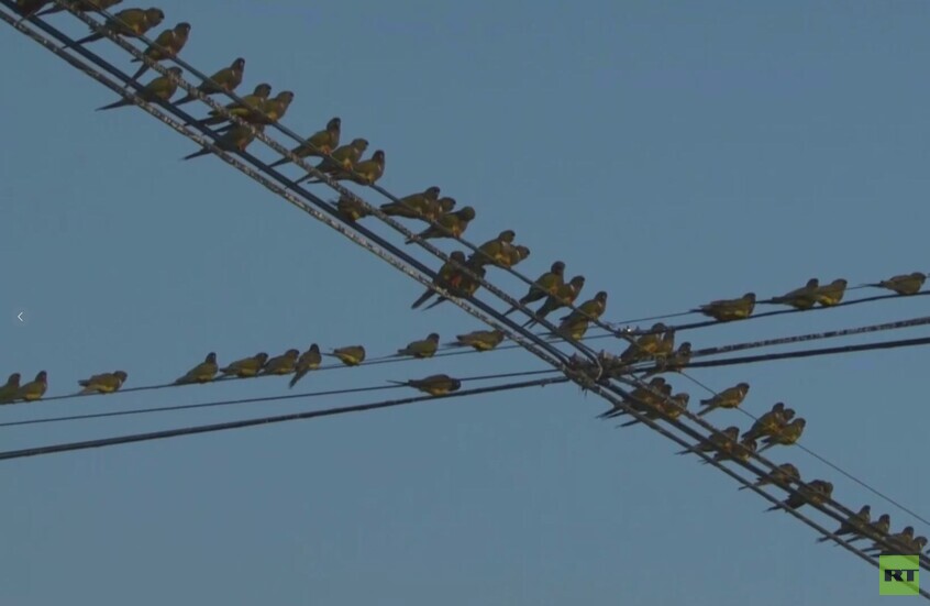 آلاف من الببغاوات الصخرية تستقر في إيلاريو أسكاسوبي الأرجنتينية