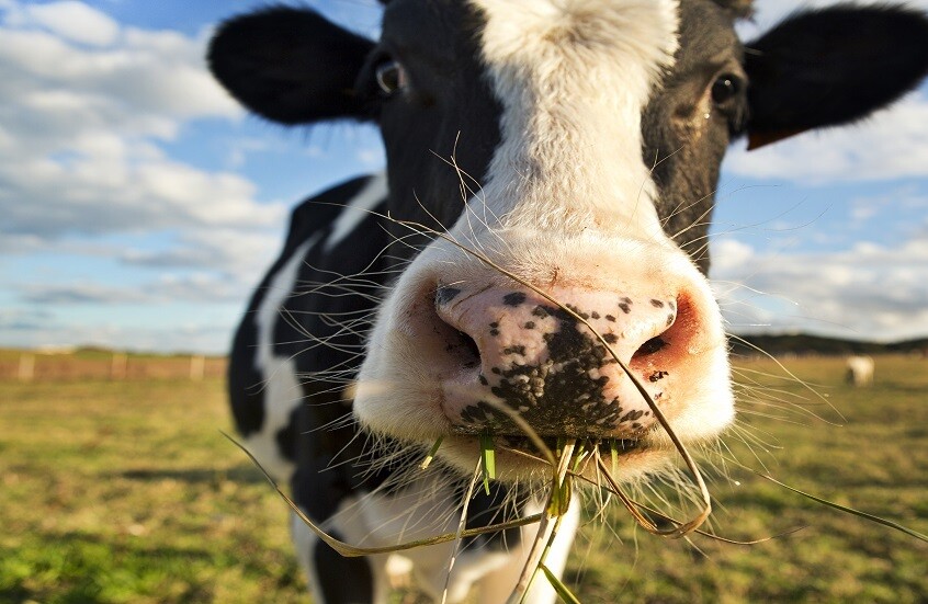 ليبيا..  انتشار وباء الجلد العقدي وفقدان نصف الثروة الحيوانية في مصراته (صور + فيديو)