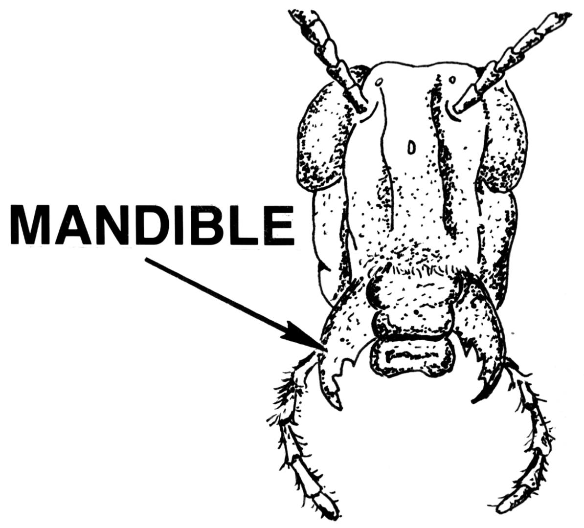 اكتشاف قدرة فطرية لدى النمل في التعرف على الجروح ومعالجتها