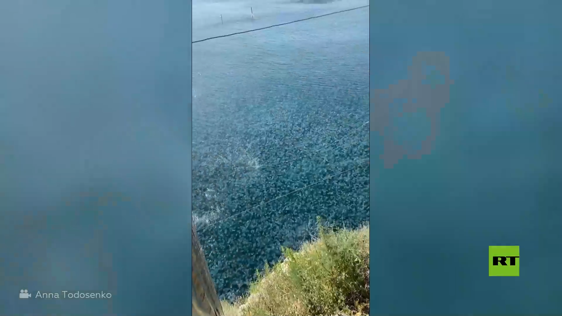 عشرات الآلاف من قناديل البحر العملاقة تملأ شاطئا بشبه جزيرة القرم