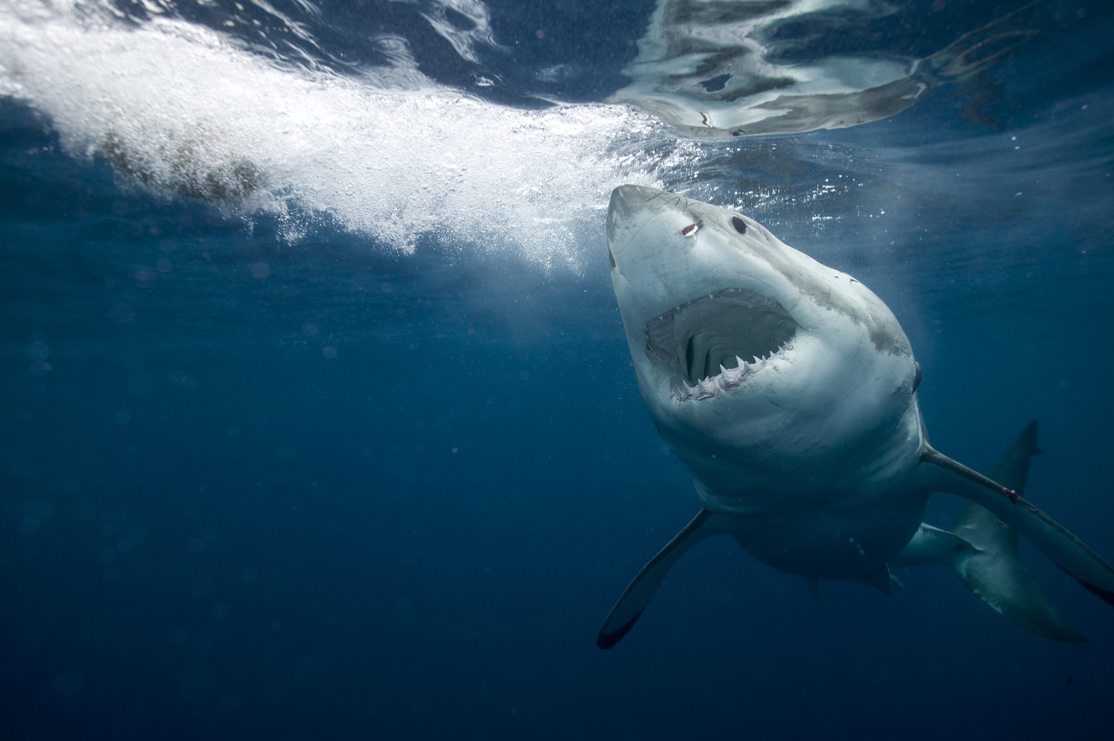 اختبارات تثبت "تعاطي" أسماك القرش للكوكايين في البرازيل