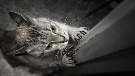 علماء يحددون أسباب مشكلة سلوكية لدى القطط وطريقة حلها