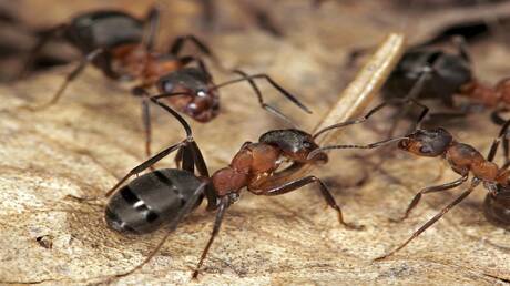 اكتشاف قدرة فطرية لدى النمل في التعرف على الجروح ومعالجتها